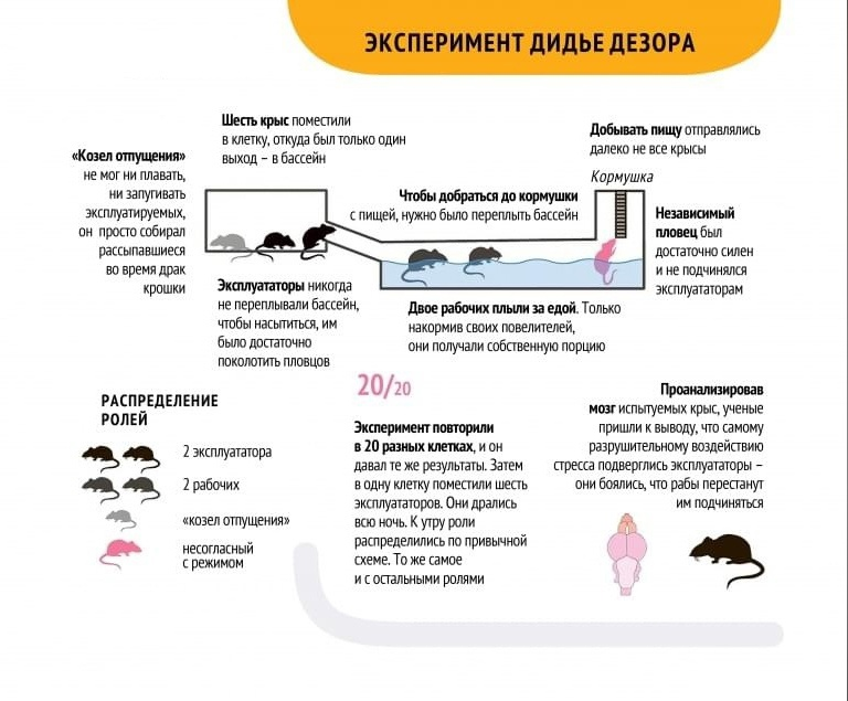 Экспериментатор кормил лабораторных крыс. Эксперимент Дидье Дезора. Эксперимент Дидье Дезора с шестью крысами. Эксперимент Дидье Дезора с крысами. Эксперимент с крысами иерархия.