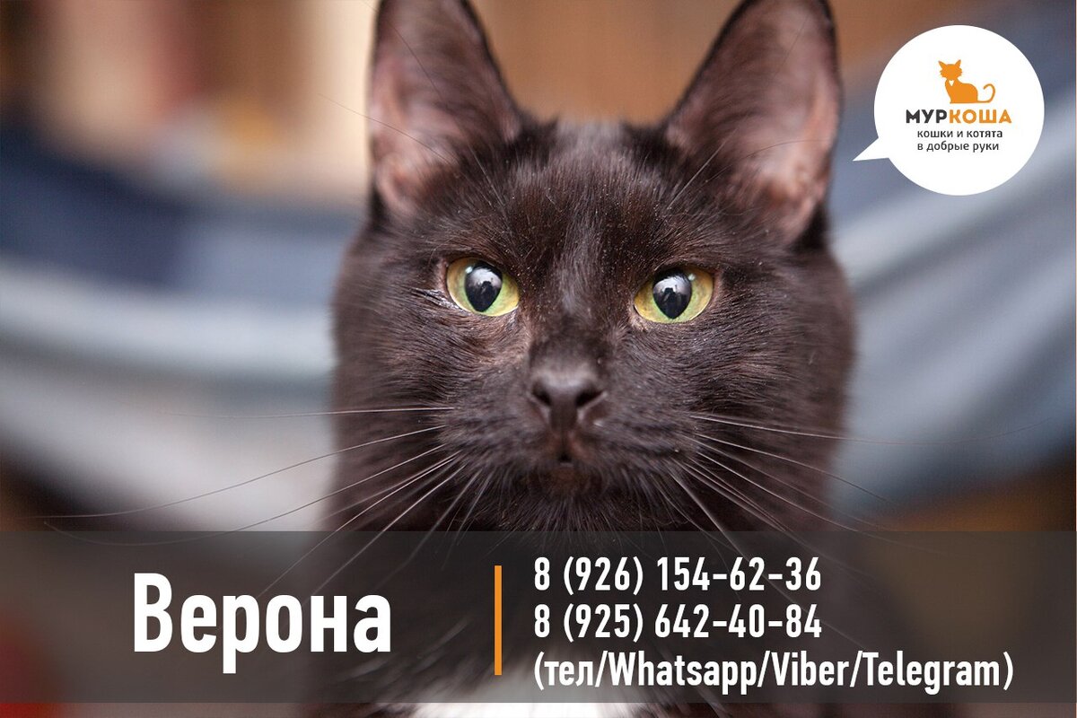  Всем известно, что до и после первого полета человека в космос летали  животные, в том числе и кошки. 