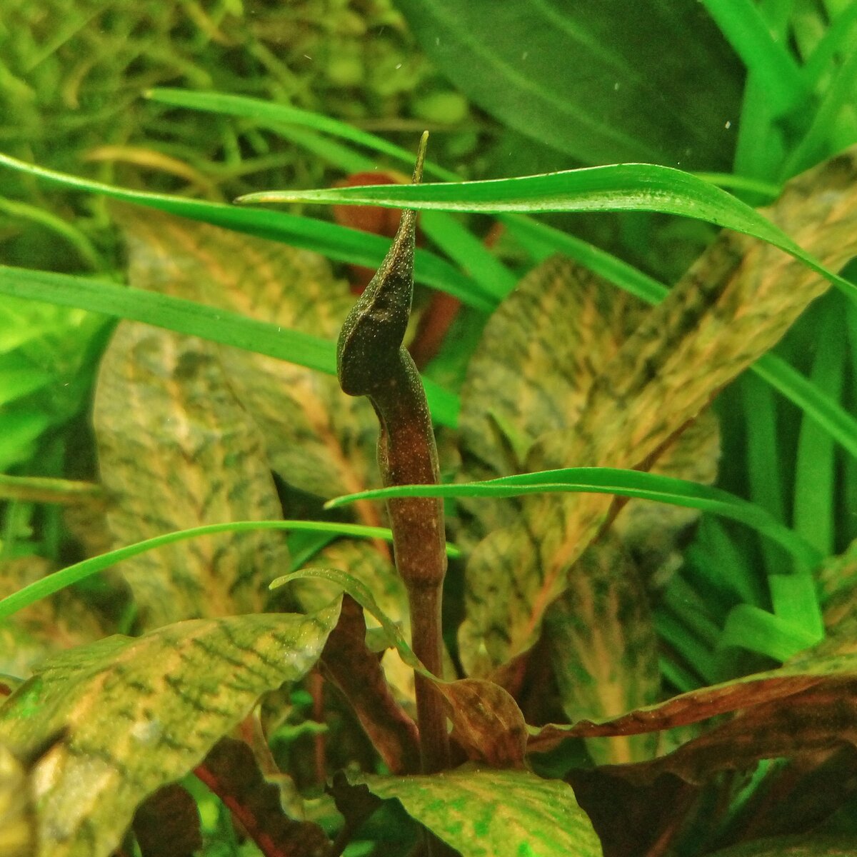 Бутон Криптокорины Нури