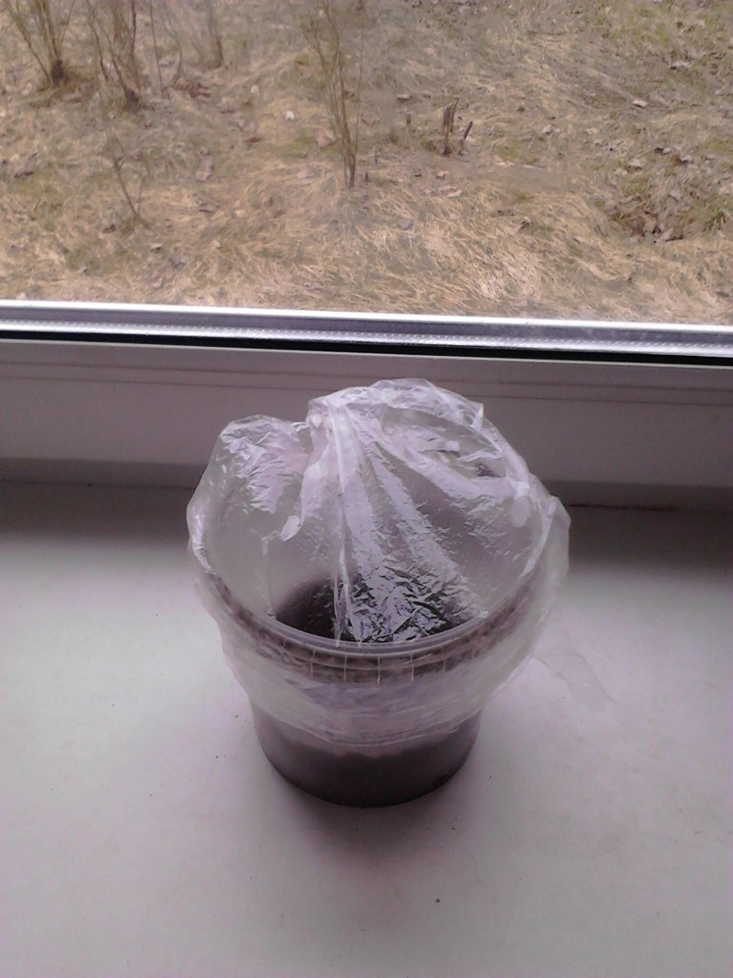 Накрыть емкость пакетом для создания парникового эффекта