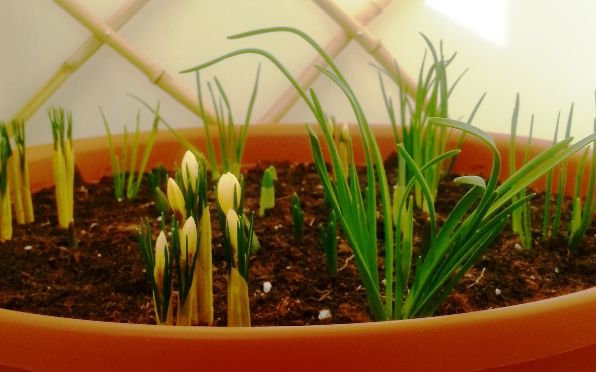 "Первыми, конечно, радуют крокусы..."