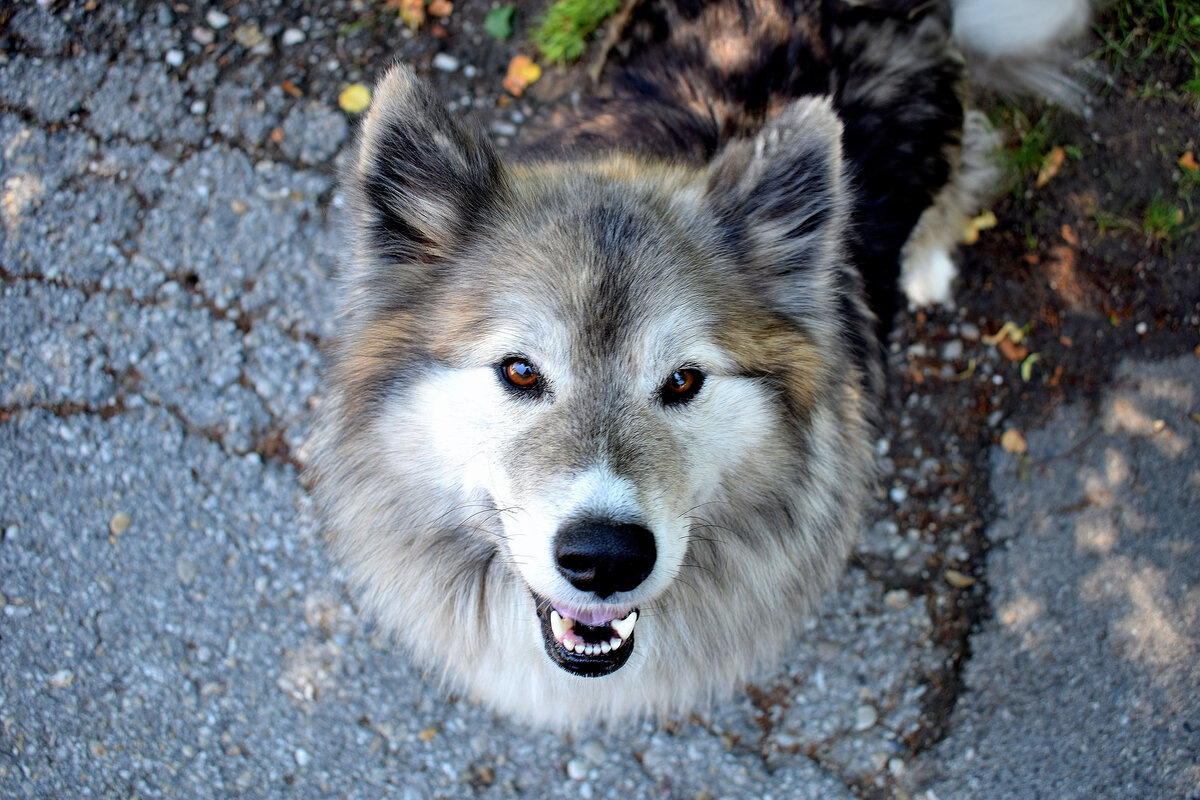 Таких уникальных «носов» на службе в аэропорту на данный момент более 25-ти, и их основная задача – поиск опасных и запрещенных веществ: взрывчатки и наркотиков. Кстати, и единственный в мире питомник, где разводят эту удивительную породу, находится здесь же, на территории Шереметьево.