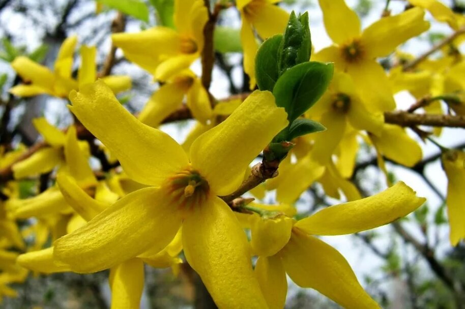 Forsythia suspensa