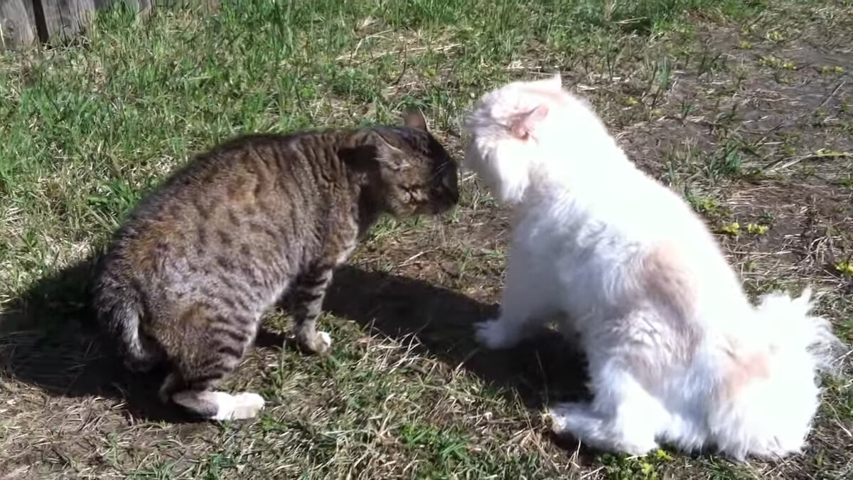 Кот ругается матом. Котята ругаются матами. Кот матерщинник. Коты ругаются матом. Баян про мат с котом.