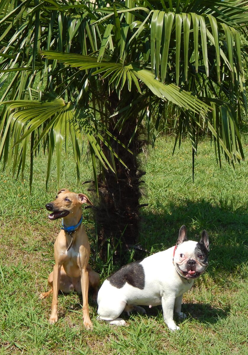 Многие люди не заводят собак потому, что обожают путешествовать. Искать возможность пристроить животное на время отпуска, а затем решать его проблемы психологического характера, ведь пес будет скучать, нервничать, - все это хлопотно и дорого. Именно по этой причине владельцы собак редко куда-то выезжают, кроме собственной дачи. А зря. Путешествие с домашним питомцем может быть гораздо интереснее, чем без него.

