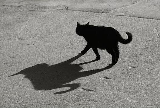Что делать если кошка перебежала дорогу. Мультипликация черная кошка перебегает дорогу. Черная кошка перебежала дорогу гифка. Страна везения и невезения черный кот. Черная кошка к чему дорогу перебегает всё будет хорошо.