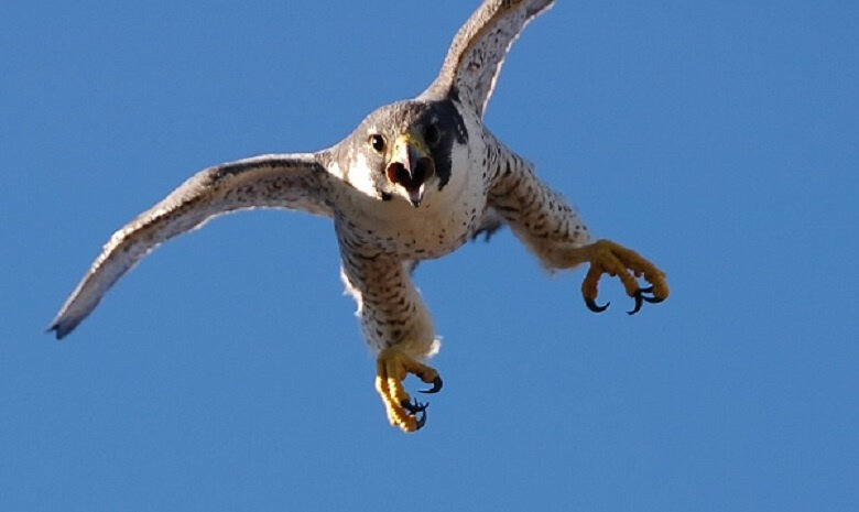  Фото https://pgbooks.ru/  