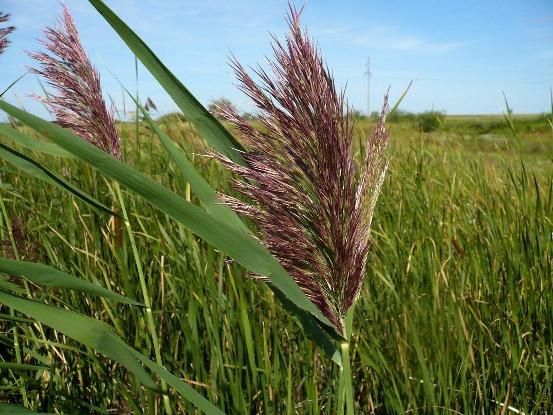 Тростник phragmites Australis