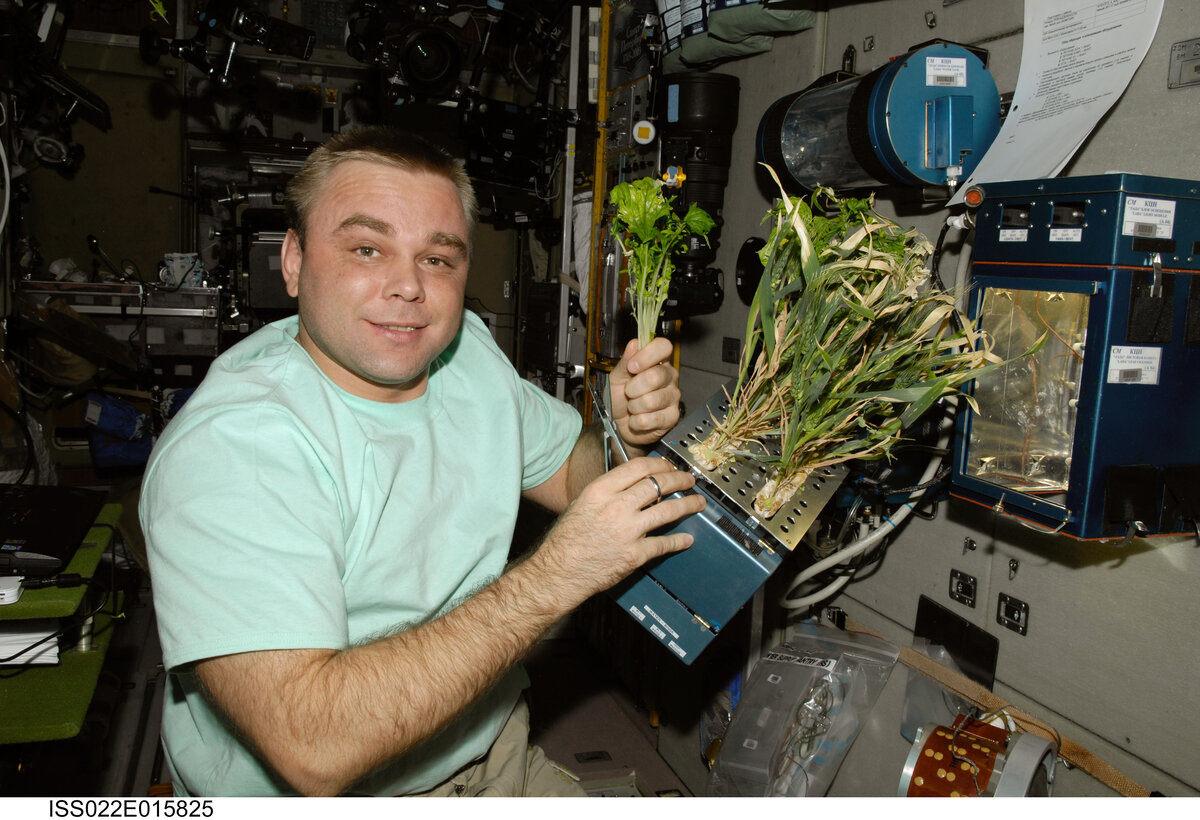 Зелень выращенная на МКС. Источник: nasa.gov