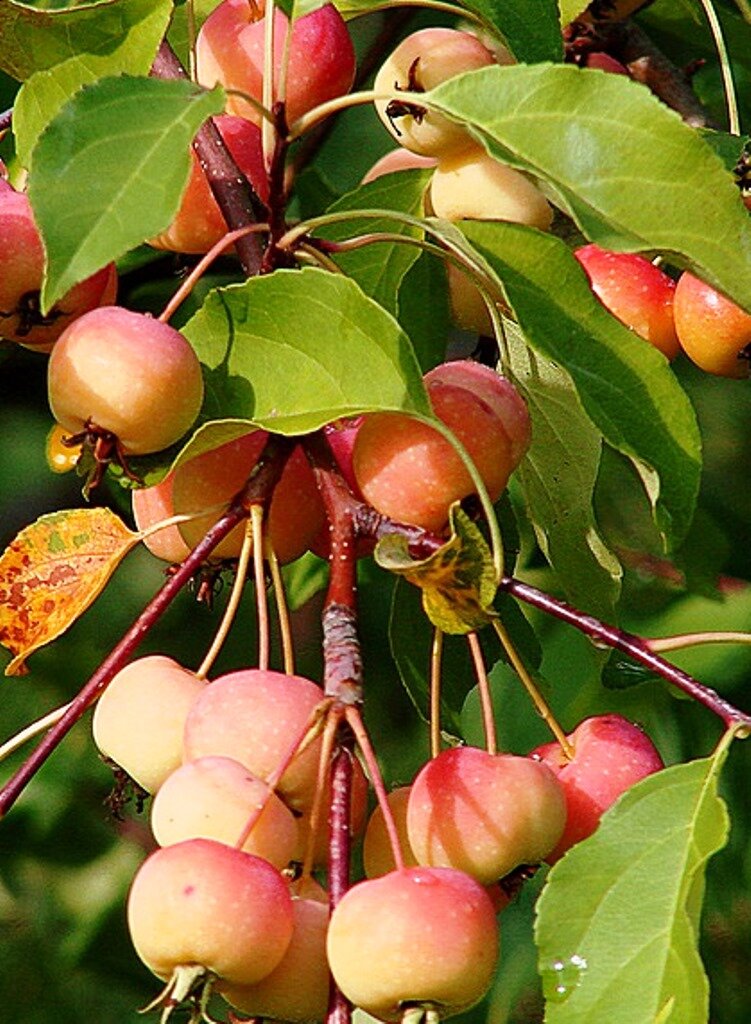 Яблоня абрикосовое описание сорта фото