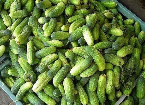 Фотография из Сети