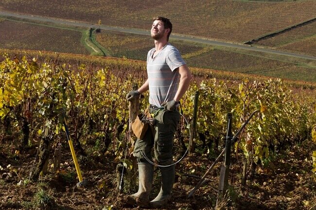 9 ноября температура воздуха на виноградниках Bonneau du Martray в Кортон-Шарлемань под осенним солнцем составляла 15 градусов Цельсия. 