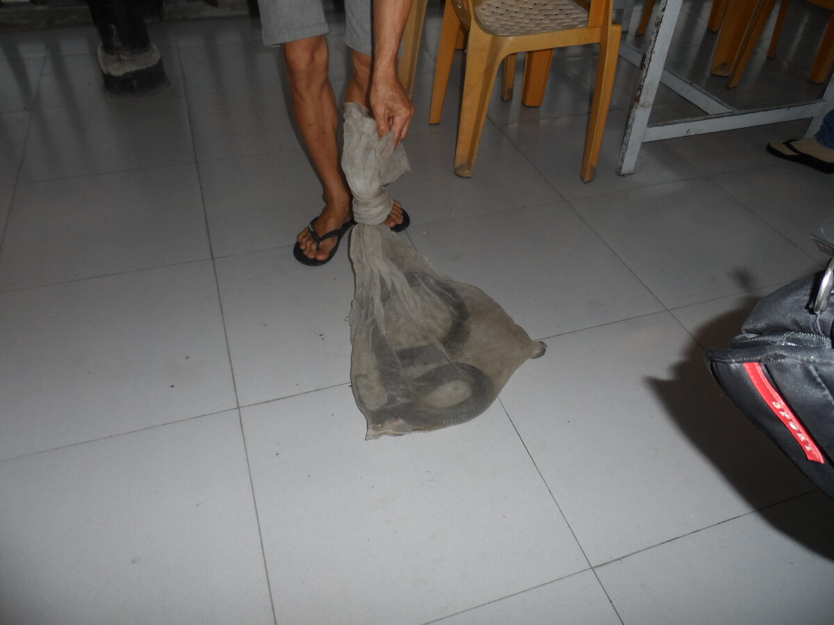 Наша дикая кобра еще в мешке