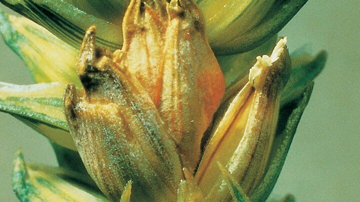 Поражение колоса фузариозом. Типичный налет.