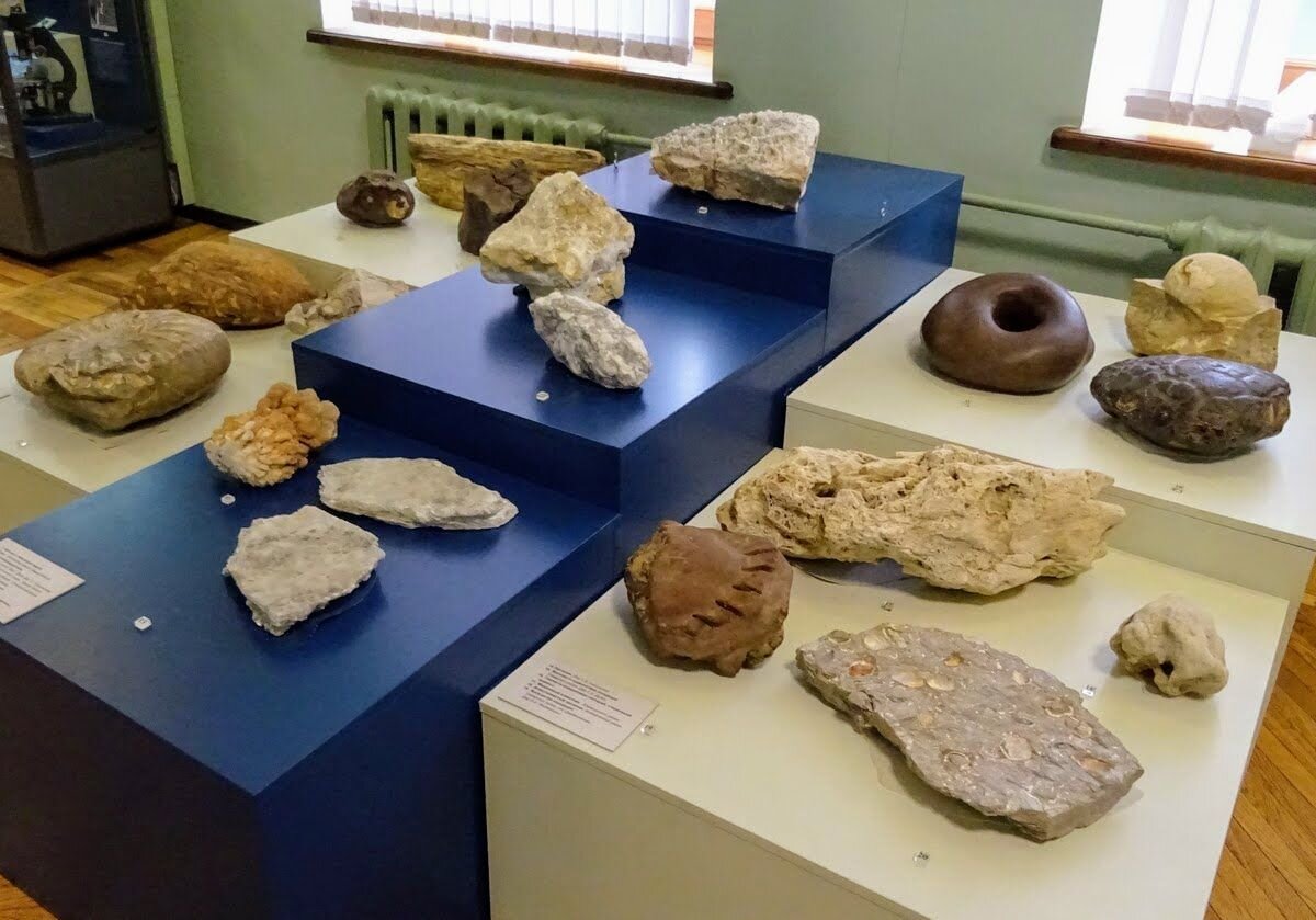 краеведческий музей ископаемых. отдел природы краеведческого музея. краеведческий музей ископаемых. геологический музей ярославль. краеведческий музей ископаемые.