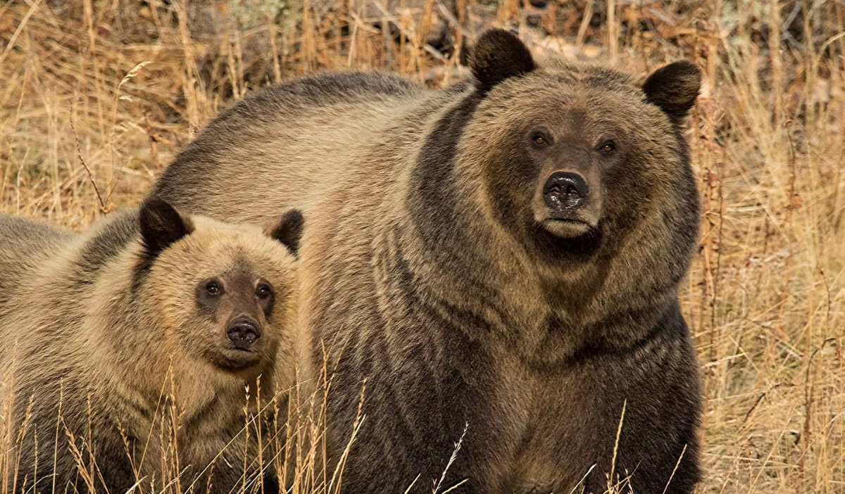 Животные северной америки фото