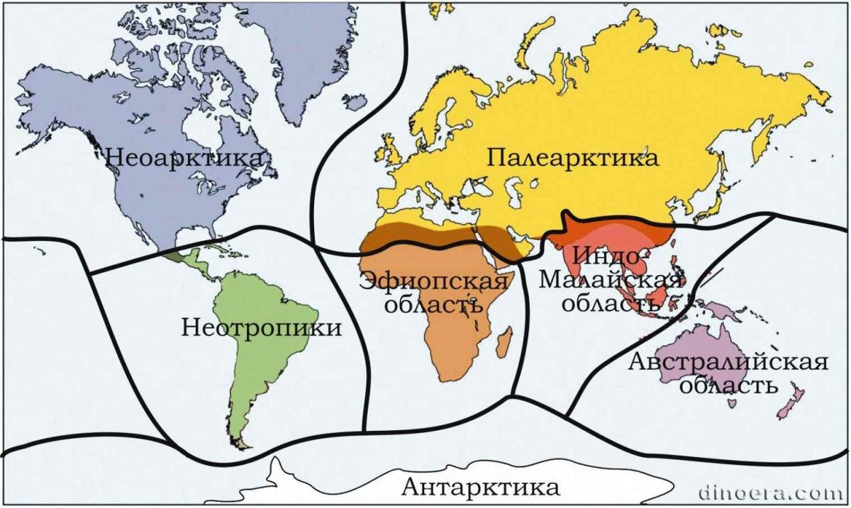 Карта мира биогеография