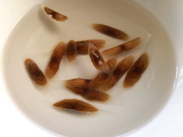 Замачивание семян.