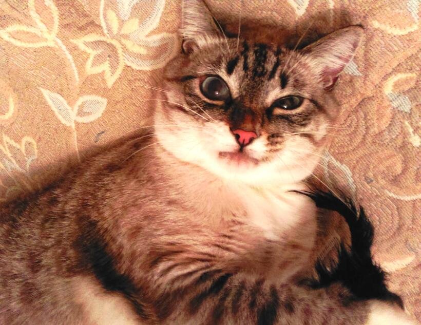 - Это с тобой что происходит! Где мясо?  Мясо быстро дал!