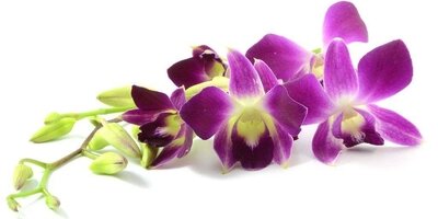 Почему орхидея не цветет: флористы рассказывают о капризах цветка