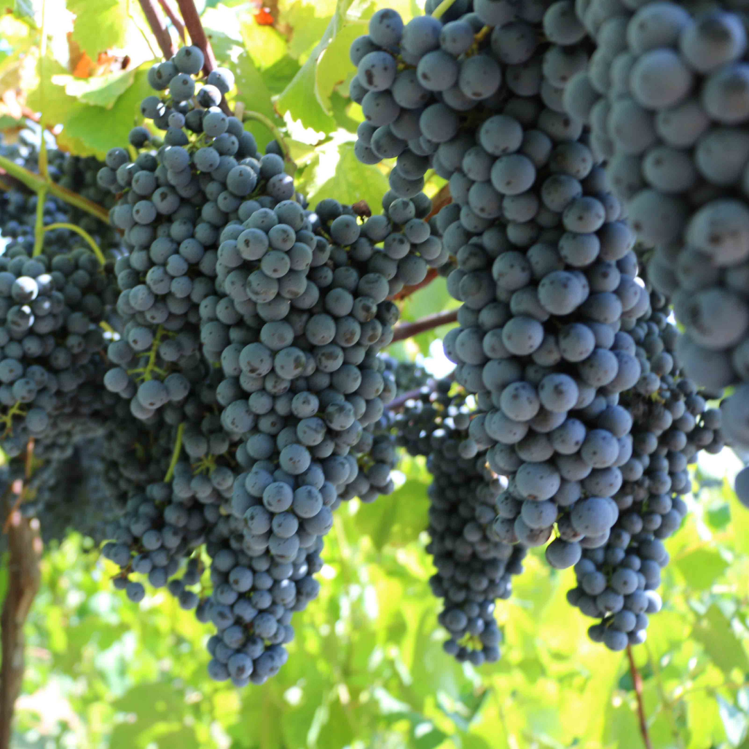 Спелая гроздь черного винограда