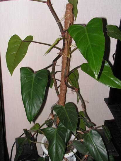 один из видов филодендрона, он есть у многих дома.