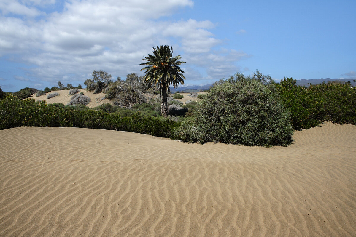 Cosas que hacer en maspalomas