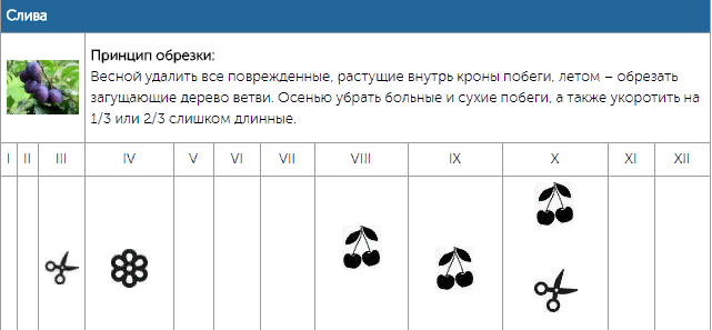 Дни обрезки деревьев в марте - Telegraph