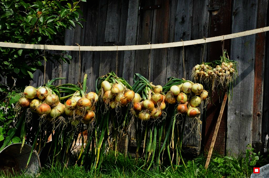 Лук-севок трипс. Лук савранский. Лук в огороде. Уборка лука. Перья лука на рассаду.