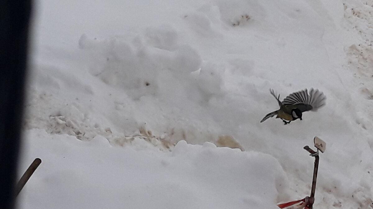 Первая прилетевшая.