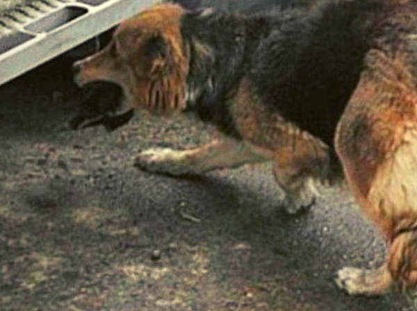 собака переносит щенят