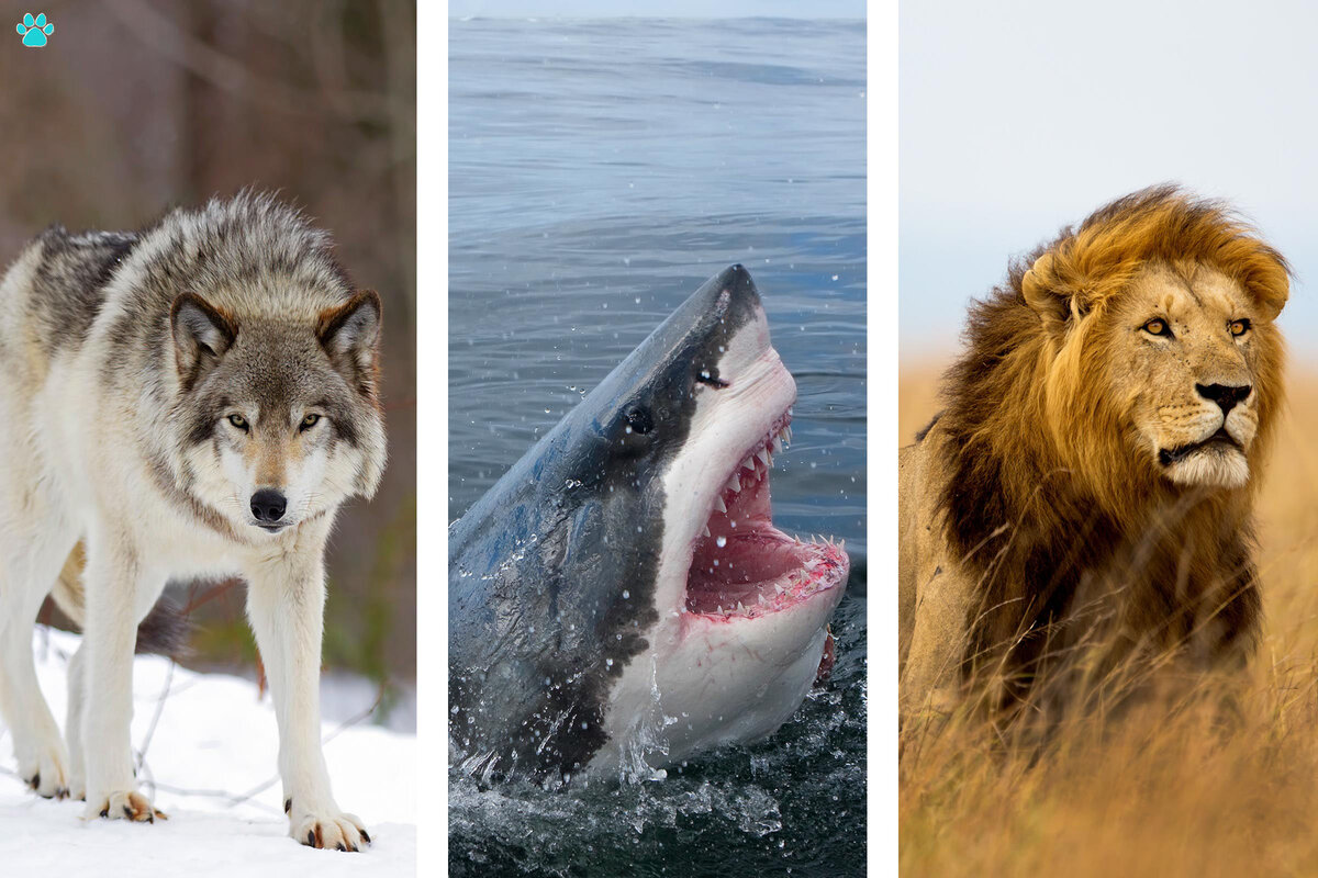 Хе-хе, это просто лапочки по сравнению ...