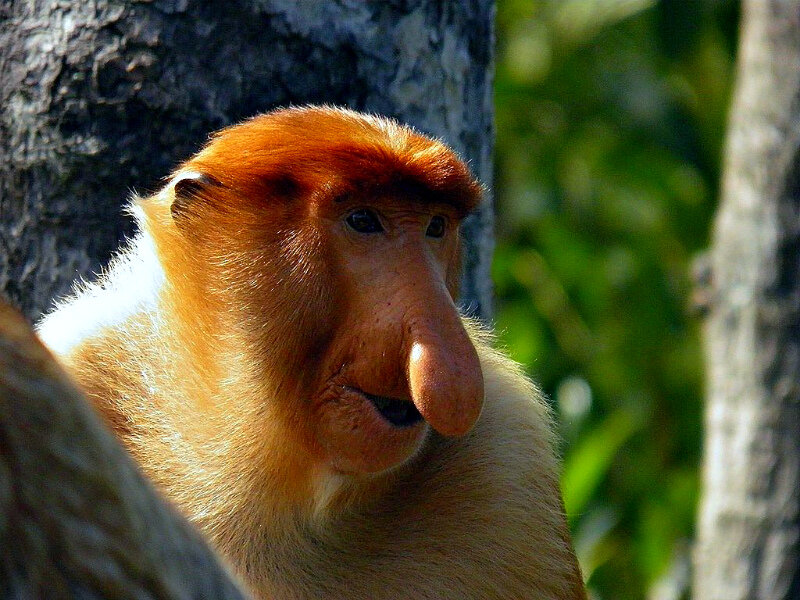 Кахау – обезьяна с неприлично большим носом | Анималия | Дзен