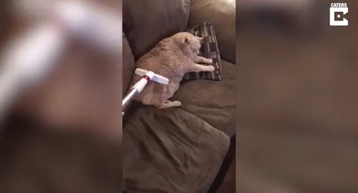 Кадр видео youtube.com/Caters Clips