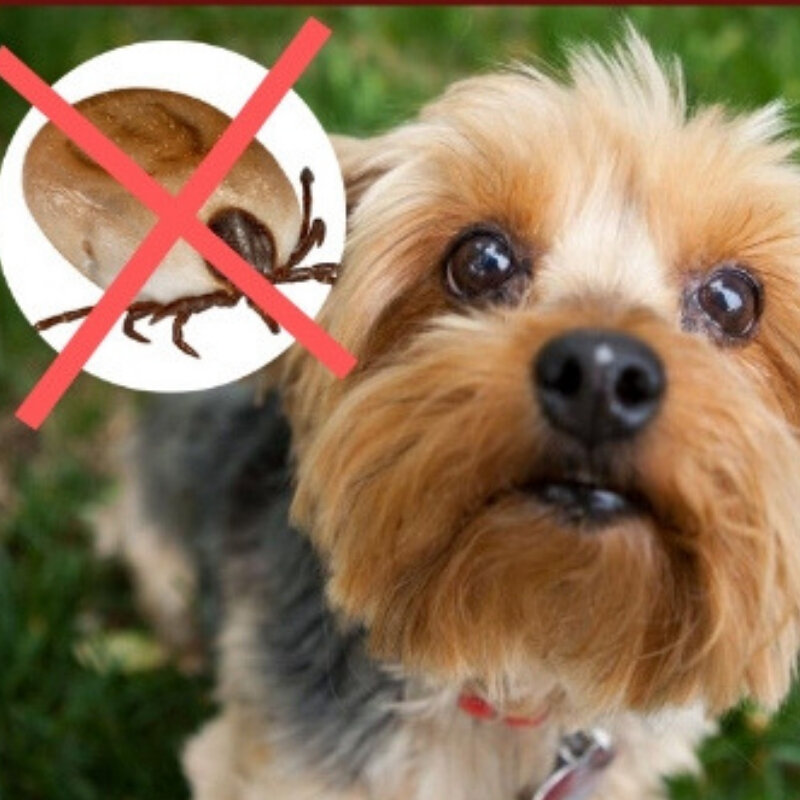 Это мой пес, зовут Жан-Поль, фото из личного архива