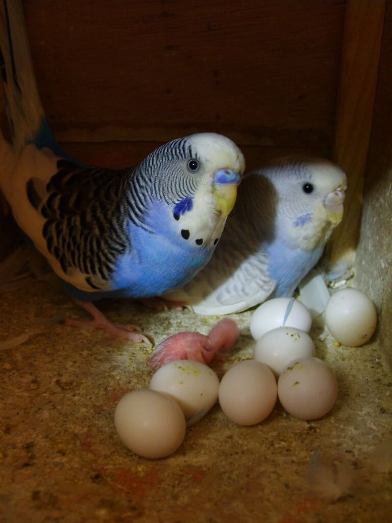Подготовка гнезда для беременной самки попугая