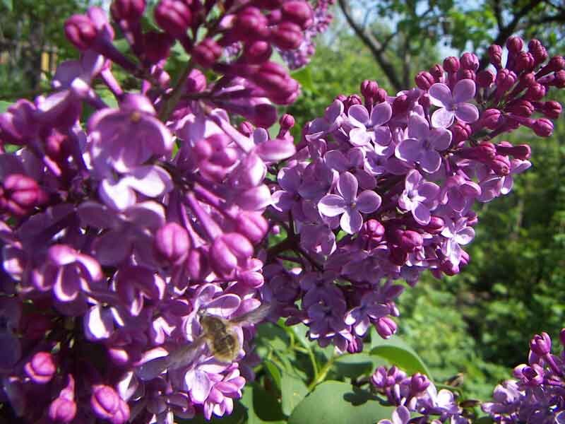 Неизвестная мне мушка-"колибри". Пьет нектар на лету, зависая в воздухе, не садясь на цветок". 