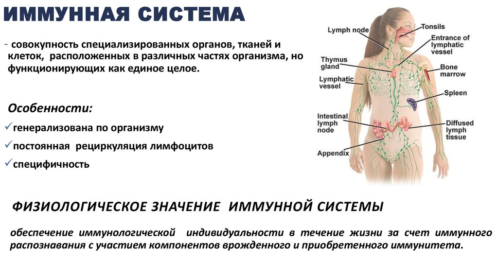 Особенности строения иммунной системы. Эндокринная система. Лимфатическая система. Иммунная система.. Строение иммунной системы. Лимфатическая система и иммунитет.