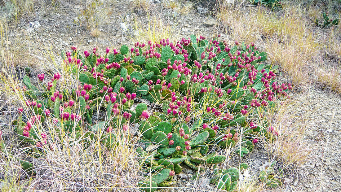 Кактус опунция в горах над посёлком Новый свет