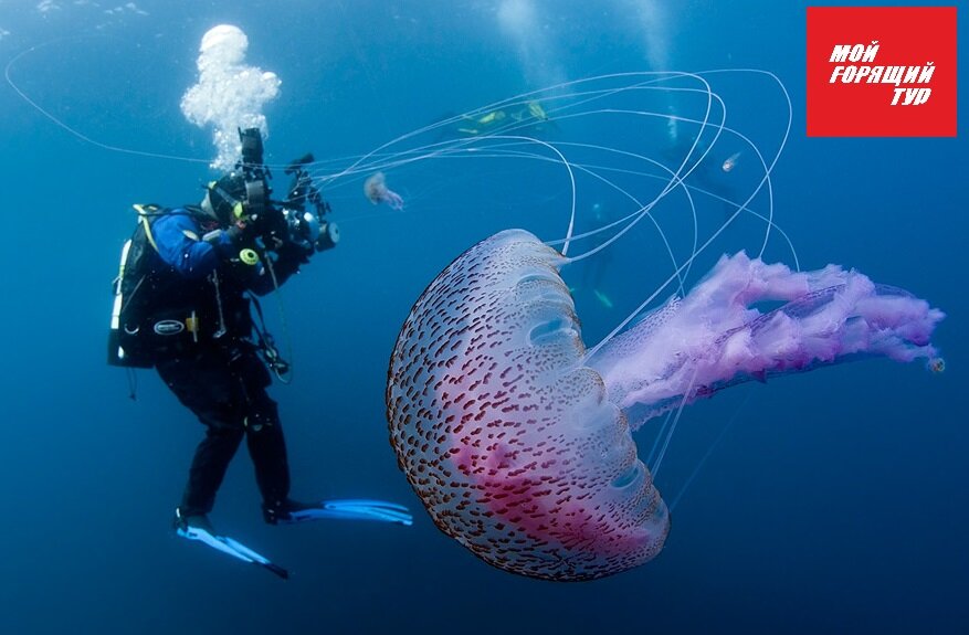 Такие красивые и опасные медузы