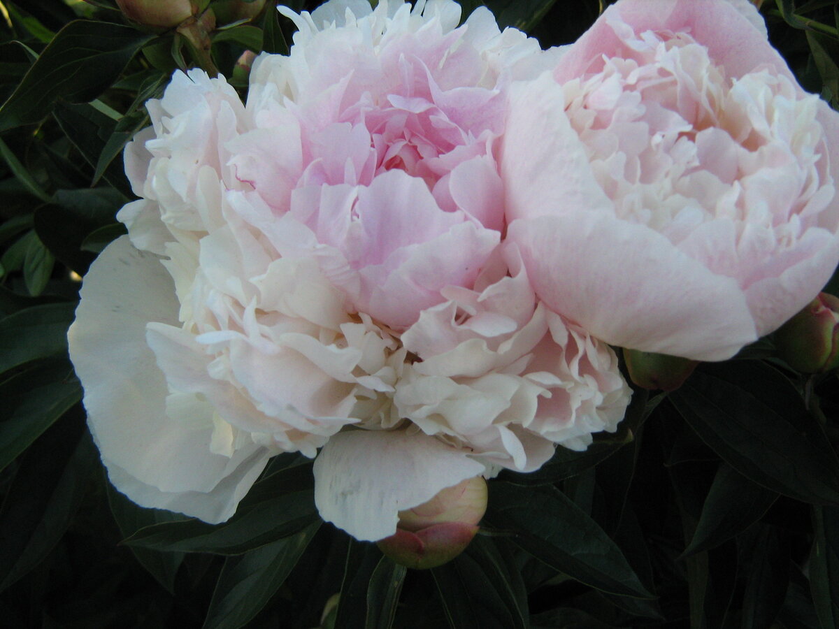 Мои любимчики)))