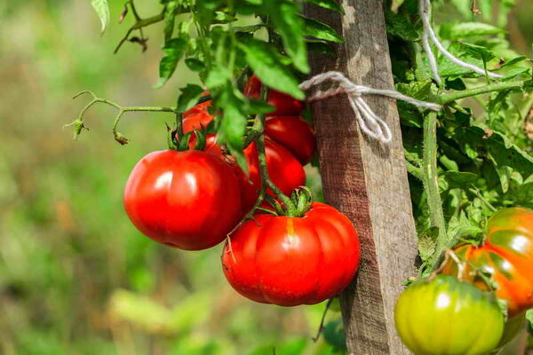 Сухой закон» для томатов (метод Казарина)