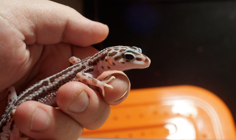 Как сказала одна знакомая, "как будто сумочку гладишь!" :)