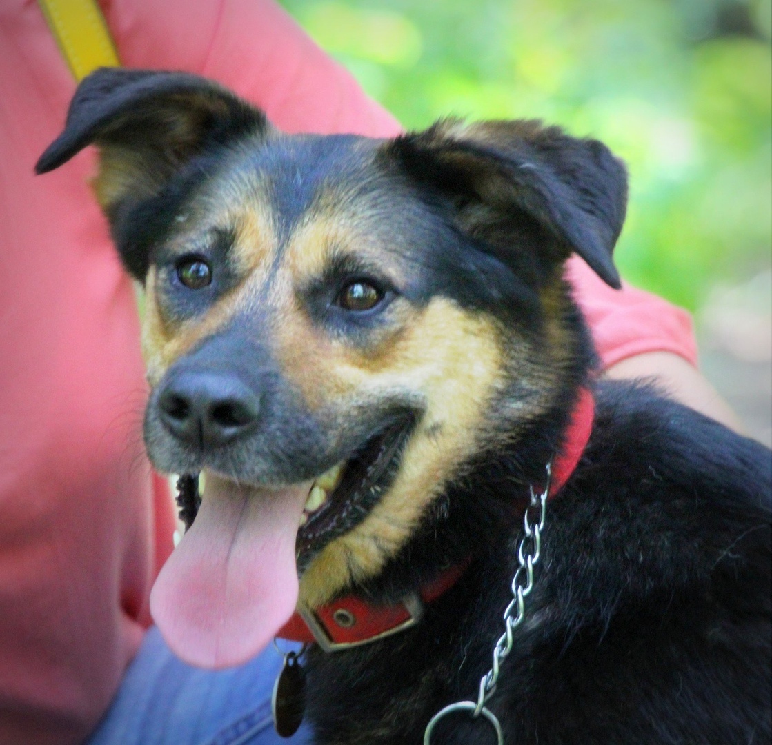 Собака Мальта из Банды Дворян