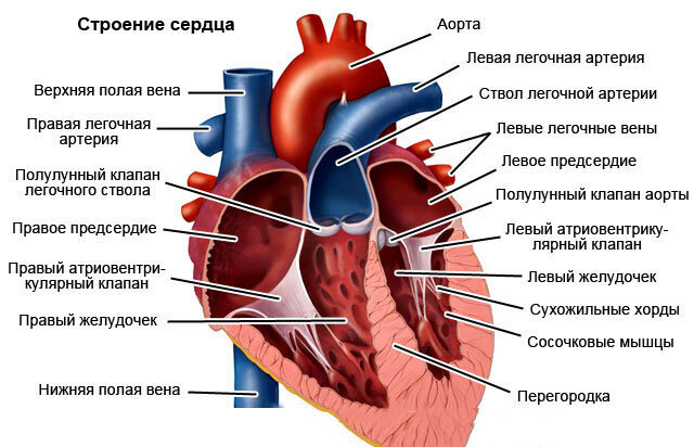 Человеческое сердце в разрезе