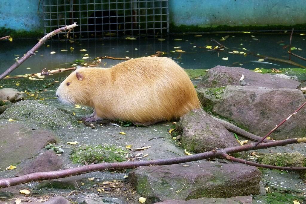 Животное похожее на большую крысу. Нутрия и ондатра. Нутрия альбинос. Ондатра белая. Золотая нутрия.