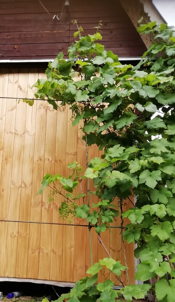 Свежую вагонку покрасила, цвет Дуб