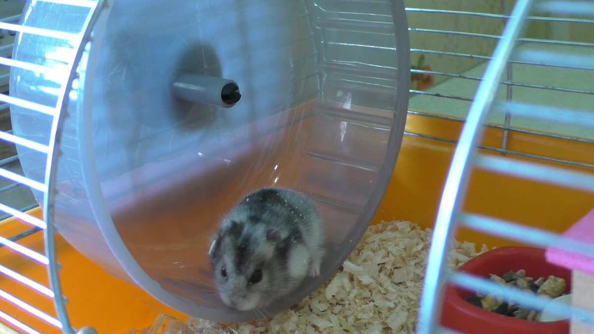 Джунгарский хомяк в колесе