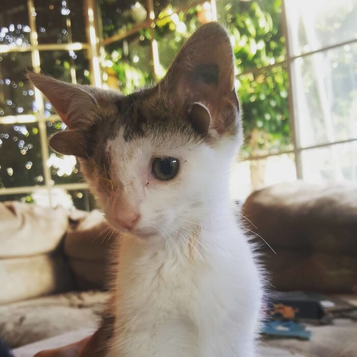 Image credits: www.instagram.com/frank_n_kitten/
