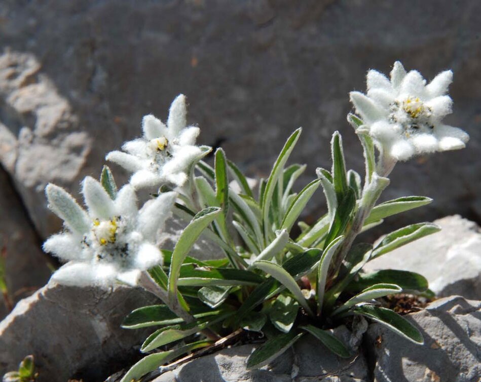 Leontopodium alpinum Cass Эдельвейс Альпийский